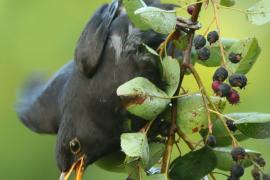 Kos - Turdus merula - Common Blackbird