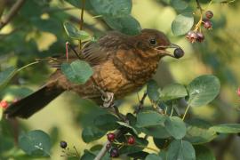 Kos - Turdus merula - Common Blackbird