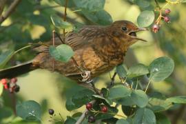 Kos - Turdus merula - Common Blackbird