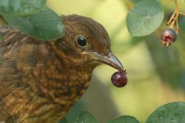 Kos - Turdus merula - Common Blackbird