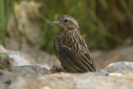 Cierlik - Emberiza cirlus - Cirl Bunting