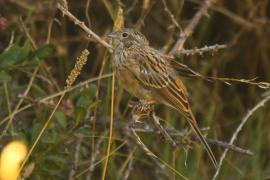 Cierlik - Emberiza cirlus - Cirl Bunting