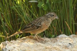 Cierlik - Emberiza cirlus - Cirl Bunting