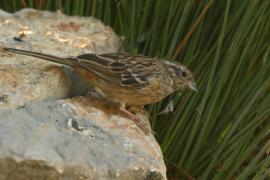 Cierlik - Emberiza cirlus - Cirl Bunting