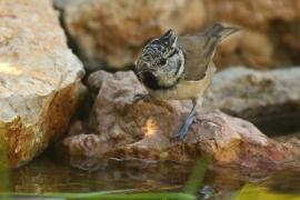 Czubatka - Lophophanes cristatus - Crested Tit