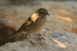 Głuszek - Emberiza cia - Emberiza cia - Rock Bunting