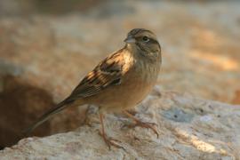 Głuszek - Emberiza cia - Emberiza cia - Rock Bunting