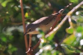 Pokrzewka wąsata - Curruca cantillans - Eastern Subalpine Warbler