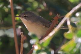 Pokrzewka wąsata - Curruca cantillans - Eastern Subalpine Warbler