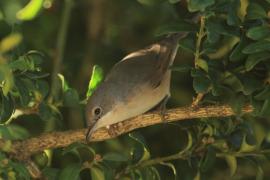 Pokrzewka wąsata - Curruca cantillans - Eastern Subalpine Warbler