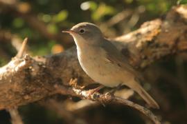 Pokrzewka wąsata - Curruca cantillans - Eastern Subalpine Warbler