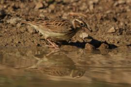 Lerka - Lullula arborea - Wood Lark