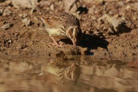 Lerka - Lullula arborea - Wood Lark