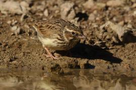 Lerka - Lullula arborea - Wood Lark