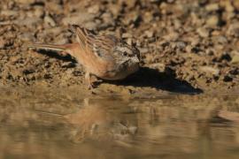Głuszek - Emberiza cia - Emberiza cia - Rock Bunting