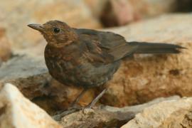 Kos - Turdus merula - Common Blackbird
