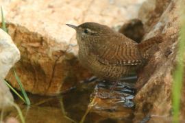 Strzyżyk - Troglodytes troglodytes - Eurasian Wren
