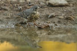Paszkot - Turdus viscivorus - Mistle Thrush