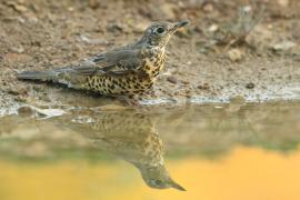 Paszkot - Turdus viscivorus - Mistle Thrush