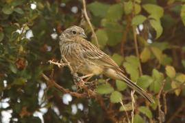 Cierlik - Emberiza cirlus - Cirl Bunting