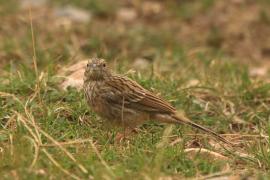 Cierlik - Emberiza cirlus - Cirl Bunting