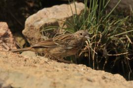 Cierlik - Emberiza cirlus - Cirl Bunting