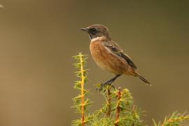 Kląskawka - Saxicola rubicola - European Stonechat