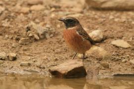 Kląskawka - Saxicola rubicola - European Stonechat