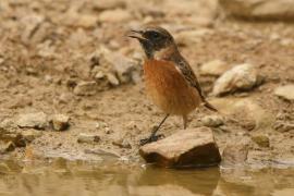 Kląskawka - Saxicola rubicola - European Stonechat