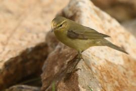 Świstunka - Rhadina sibilatrix - Wood Warbler