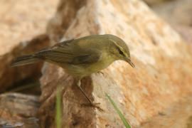 Świstunka - Rhadina sibilatrix - Wood Warbler