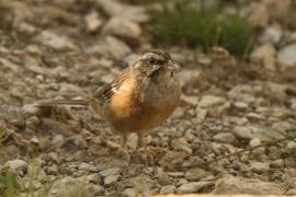 Głuszek - Emberiza cia - Emberiza cia - Rock Bunting