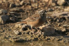 Głuszek - Emberiza cia - Emberiza cia - Rock Bunting