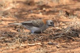 Łuskogłowik rdzawoszyi - Sporopipes frontalis - Speckle-fronted Weaver