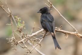 Dziwogon żałobny - Dicrurus adsimilis - Fork-tailed Drongo
