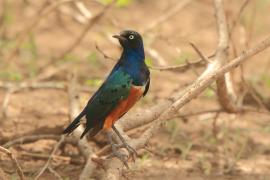 Błyszczak rudobrzuchy - Lamprotornis superbus - Superb Starling