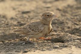 Pustynka płowa - Eremopterix leucopareia - Fischer's Sparrow Lark