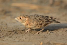Pustynka płowa - Eremopterix leucopareia - Fischer's Sparrow Lark