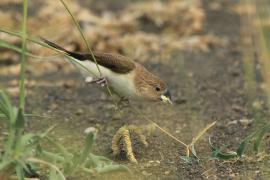 Srebrnodziobek afrykański - Euodice cantans - African Silverbill