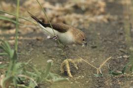 Srebrnodziobek afrykański - Euodice cantans - African Silverbill