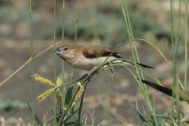 Srebrnodziobek afrykański - Euodice cantans - African Silverbill