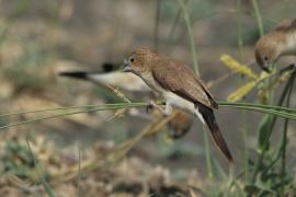 Srebrnodziobek afrykański - Euodice cantans - African Silverbill