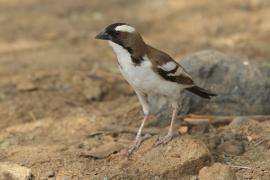 Dziergacz białobrewy - Plocepasser mahali - White-browed Sparrow-Weaver