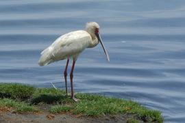 Warzęcha czerwonolica - Platalea alba - African Spoonbill