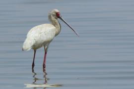Warzęcha czerwonolica - Platalea alba - African Spoonbill
