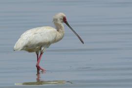 Warzęcha czerwonolica - Platalea alba - African Spoonbill