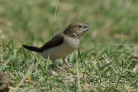 Srebrnodziobek afrykański - Euodice cantans - African Silverbill