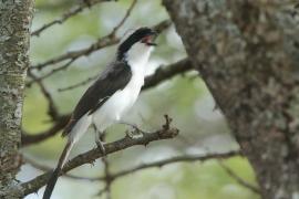 Dzierzba srokoszowata - Lanius excubitoroides - Grey-backed Fiscal