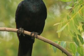 Czarnotek rudoskrzydły - Onychognathus morio - Red-winged Starling