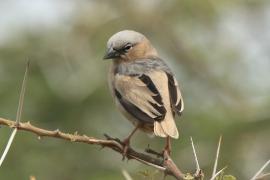 Gromadnik siwogłowy - Pseudonigrita arnaudi - Grey-headed Social Weaver